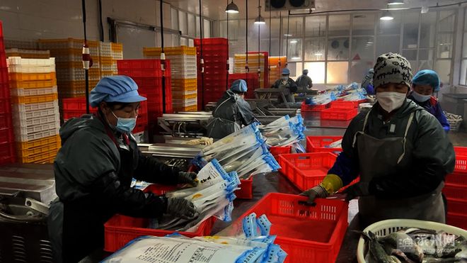 濱州60余家漁業(yè)企業(yè)全力備戰(zhàn)春節(jié)水產(chǎn)品市場(chǎng)供應(yīng)